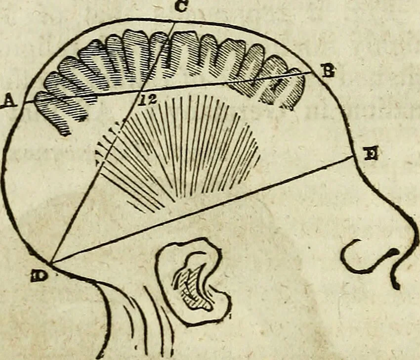 An illustration from Elements of phrenology / By George Combe. From the fifth Edinburgh improved and enlarged edition. With illustrations., 1846, leaf 52