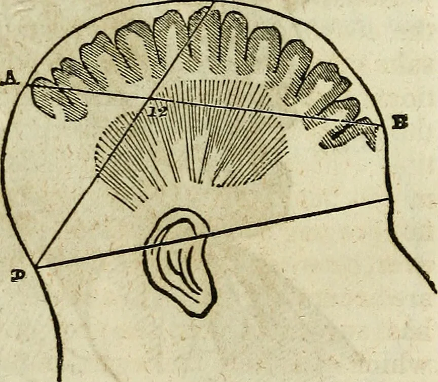 An illustration from Elements of phrenology / By George Combe. From the fifth Edinburgh improved and enlarged edition. With illustrations., 1846, leaf 52