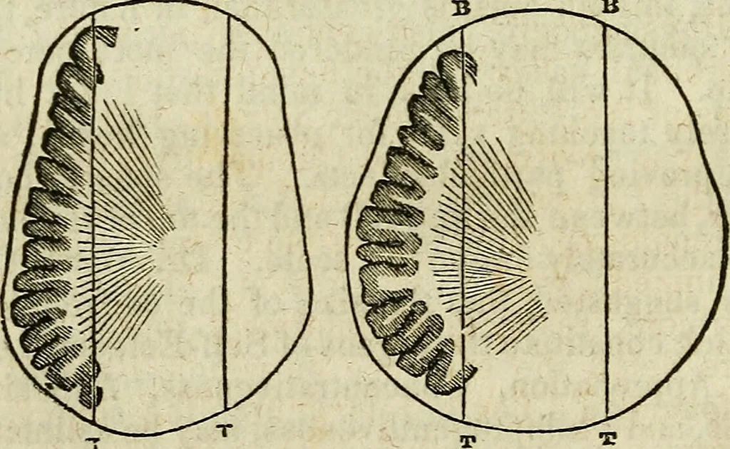 An illustration from Elements of phrenology / By George Combe. From the fifth Edinburgh improved and enlarged edition. With illustrations., 1846, leaf 54