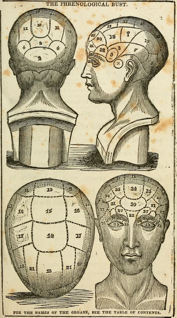 An illustration from Elements of phrenology / By George Combe. From the fifth Edinburgh improved and enlarged edition. With illustrations., 1846, leaf 7
