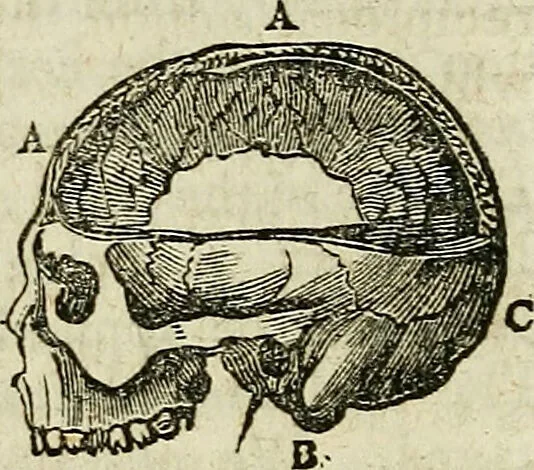 An illustration from Elements of phrenology / By George Combe. From the fifth Edinburgh improved and enlarged edition. With illustrations., 1846, leaf 72