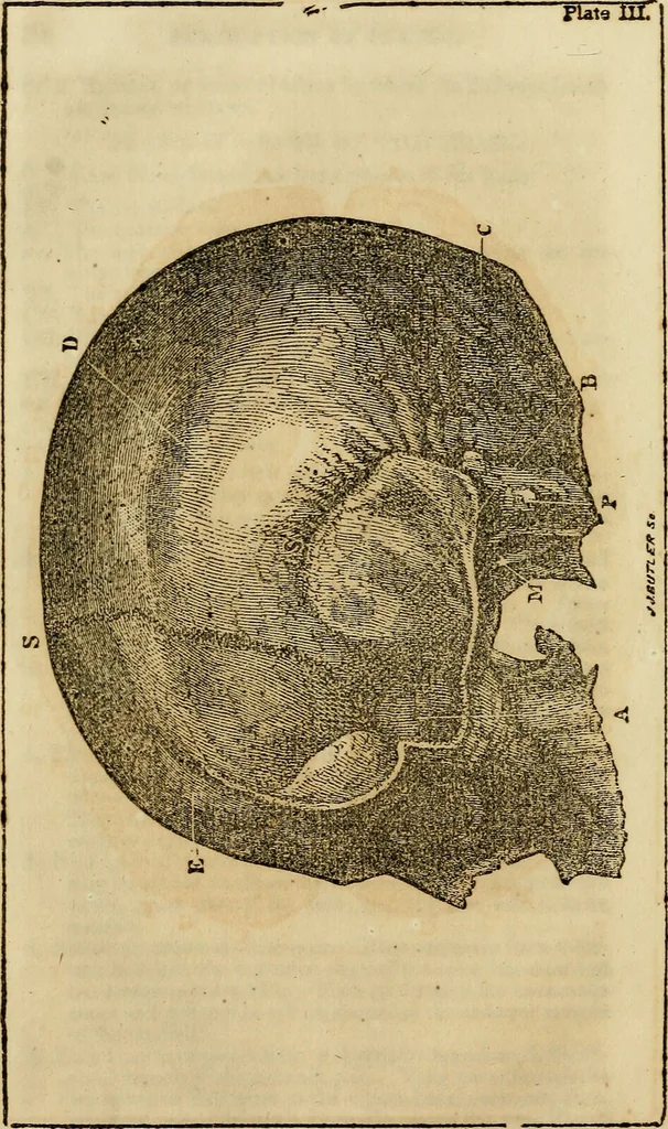 An illustration from Elements of phrenology / By George Combe. From the fifth Edinburgh improved and enlarged edition. With illustrations., 1846, leaf 78