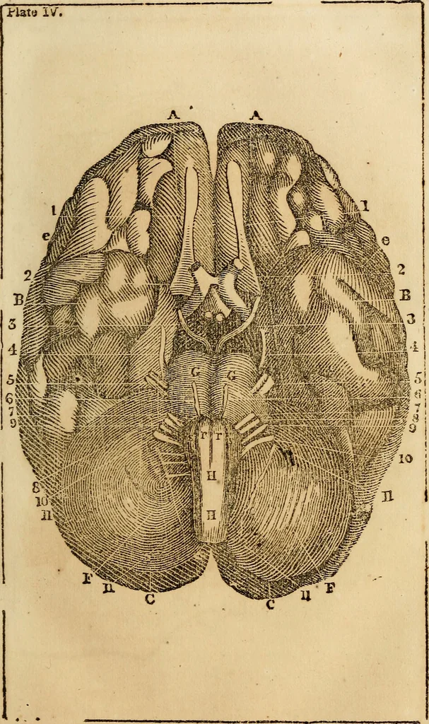 An illustration from Elements of phrenology / By George Combe. From the fifth Edinburgh improved and enlarged edition. With illustrations., 1846, leaf 79