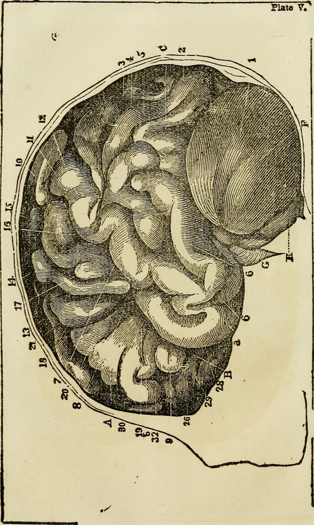 An illustration from Elements of phrenology / By George Combe. From the fifth Edinburgh improved and enlarged edition. With illustrations., 1846, leaf 82