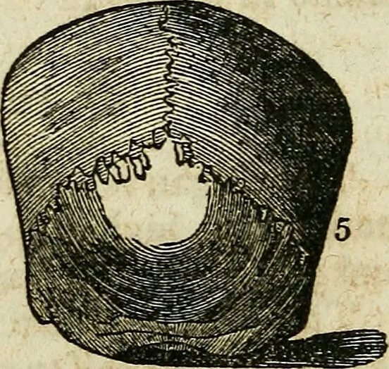 An illustration from Elements of phrenology / By George Combe. From the fifth Edinburgh improved and enlarged edition. With illustrations., 1846, leaf 96
