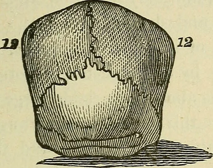 An illustration from Lectures on phrenology / By George Combe, Esq. With notes, an introductory essay, and a historical sketch by Andrew Boardman, M.D., 1895, leaf 191