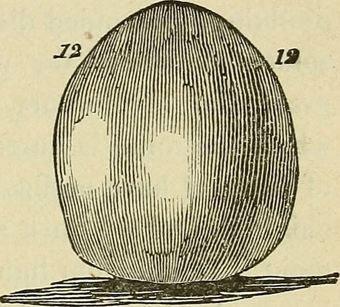 An illustration from Lectures on phrenology / By George Combe, Esq. With notes, an introductory essay, and a historical sketch by Andrew Boardman, M.D., 1895, leaf 191