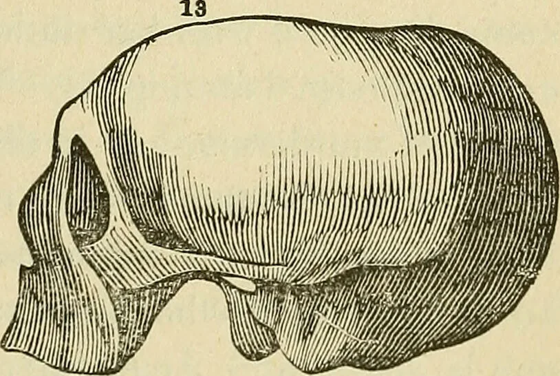 An illustration from Lectures on phrenology / By George Combe, Esq. With notes, an introductory essay, and a historical sketch by Andrew Boardman, M.D., 1895, leaf 197