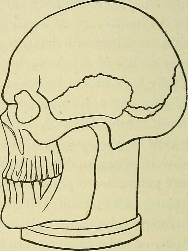 An illustration from Lectures on phrenology / By George Combe, Esq. With notes, an introductory essay, and a historical sketch by Andrew Boardman, M.D., 1895, leaf 302