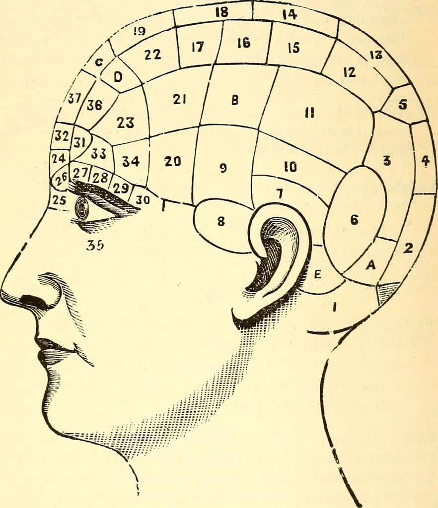 An illustration from Phrenological dictionary / By L.N. & J.A. Fowler., 1894, leaf 42