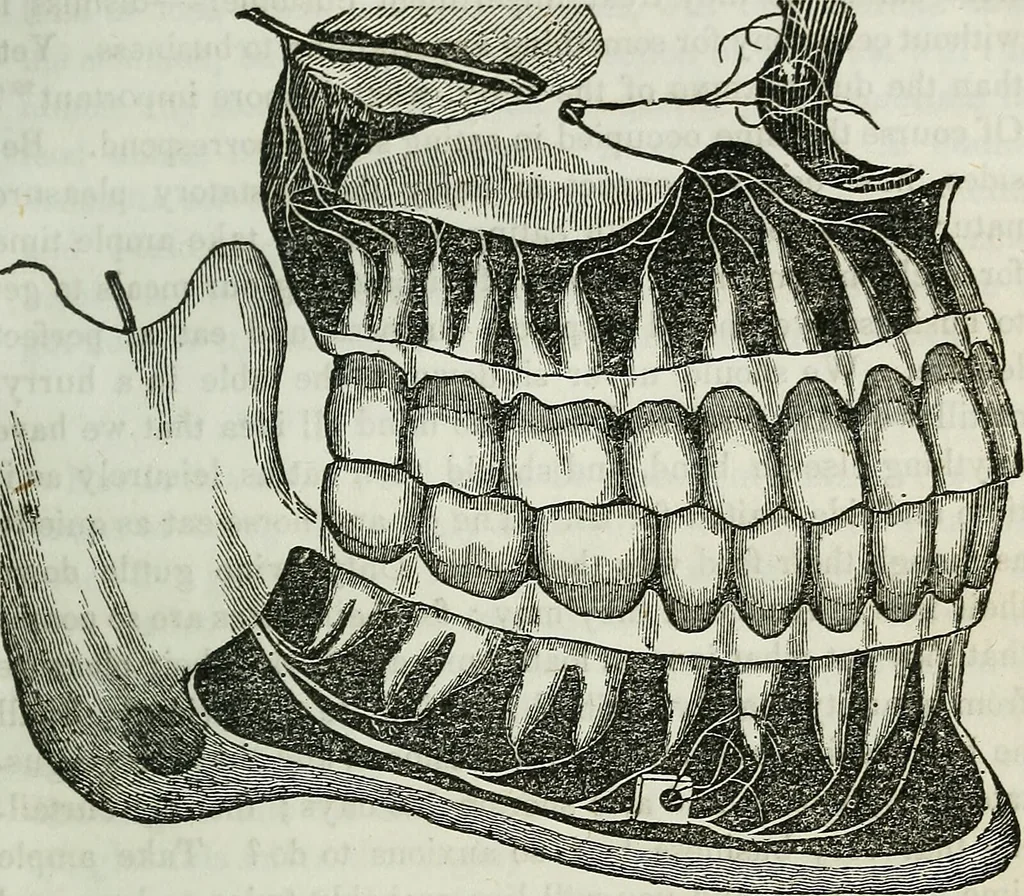 An illustration from Physiology, animal and mental: applied to the preservation and restoration of health of body and power of mind / by O.S. Fowler., 1847, leaf 123