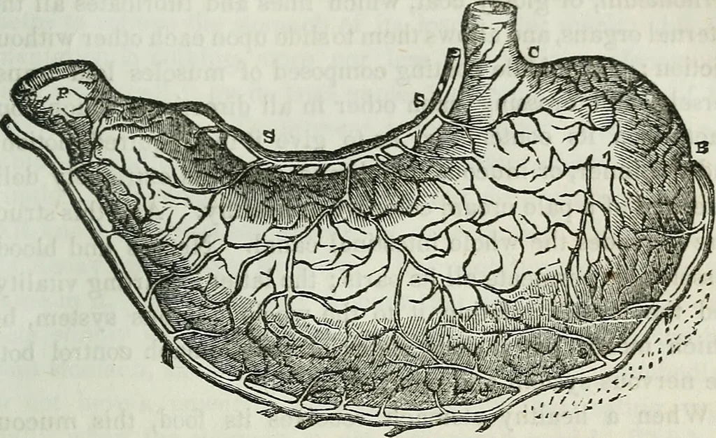 An illustration from Physiology, animal and mental: applied to the preservation and restoration of health of body and power of mind / by O.S. Fowler., 1847, leaf 145