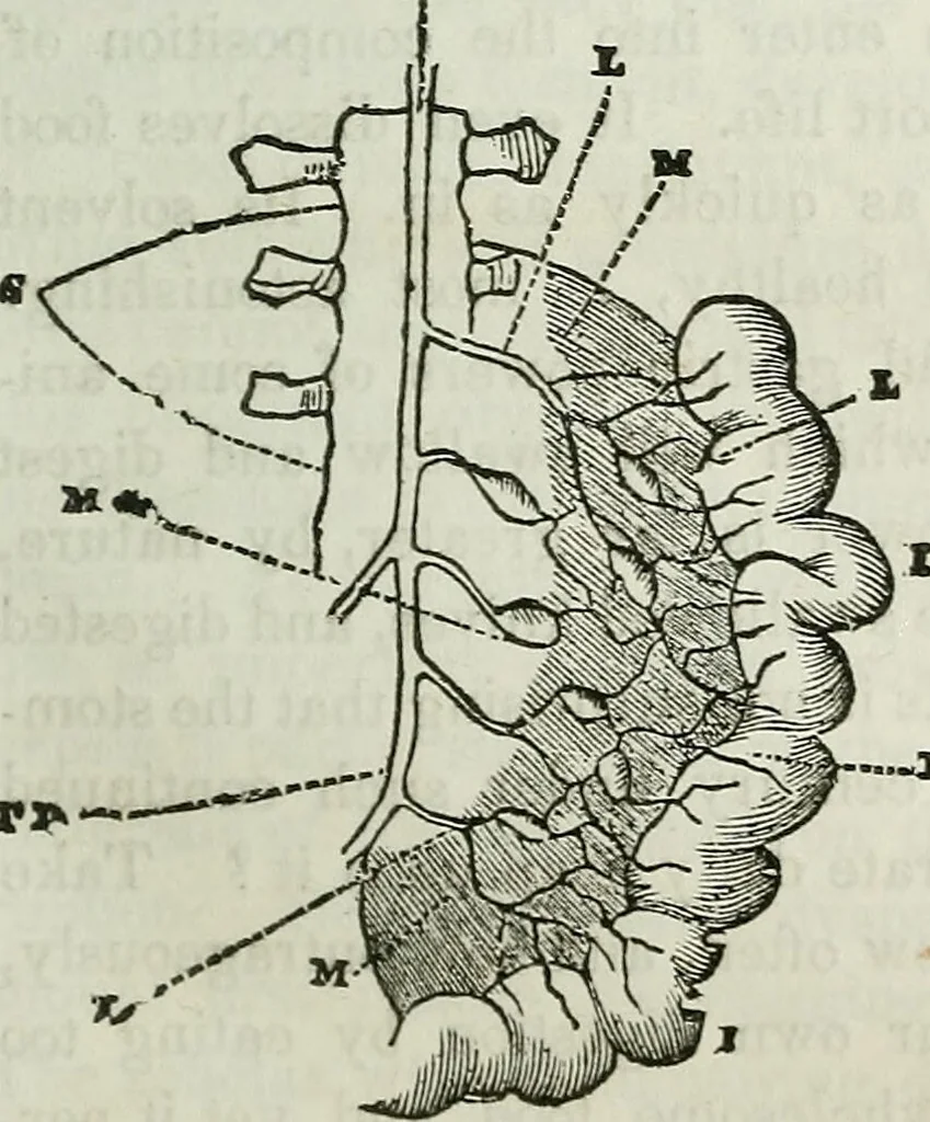 An illustration from Physiology, animal and mental: applied to the preservation and restoration of health of body and power of mind / by O.S. Fowler., 1847, leaf 145