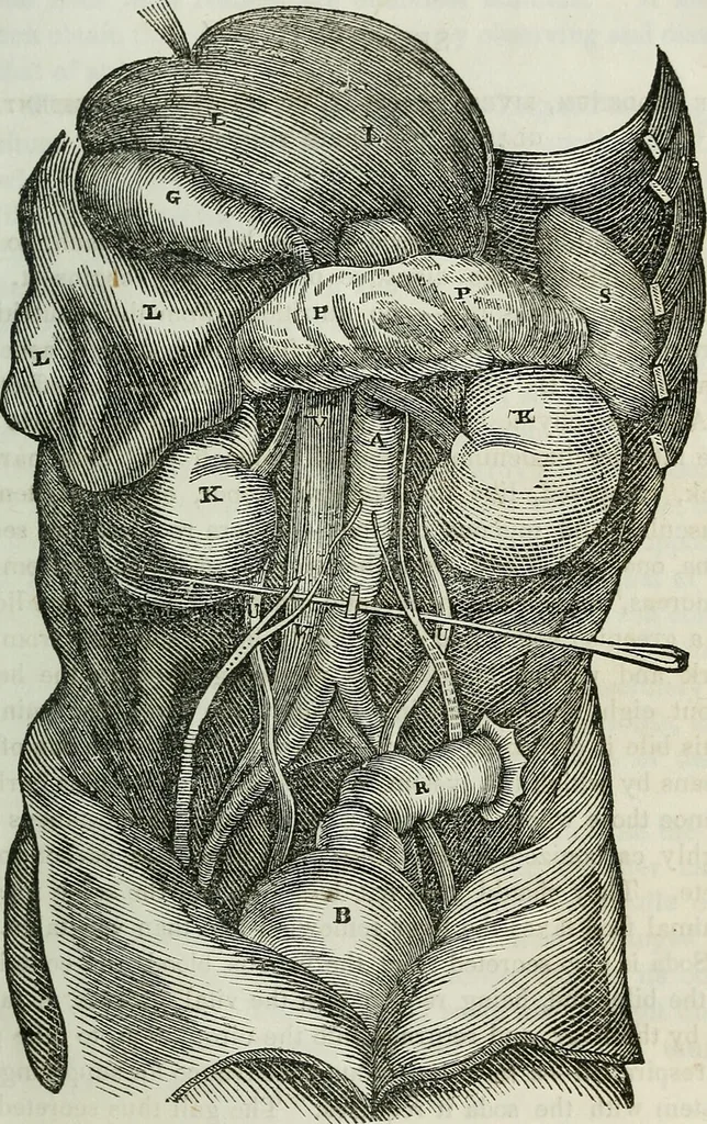 An illustration from Physiology, animal and mental: applied to the preservation and restoration of health of body and power of mind / by O.S. Fowler., 1847, leaf 151