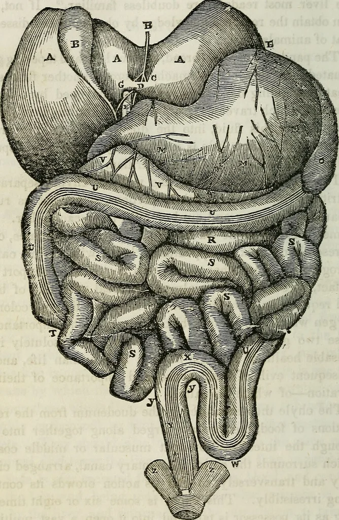An illustration from Physiology, animal and mental: applied to the preservation and restoration of health of body and power of mind / by O.S. Fowler., 1847, leaf 154