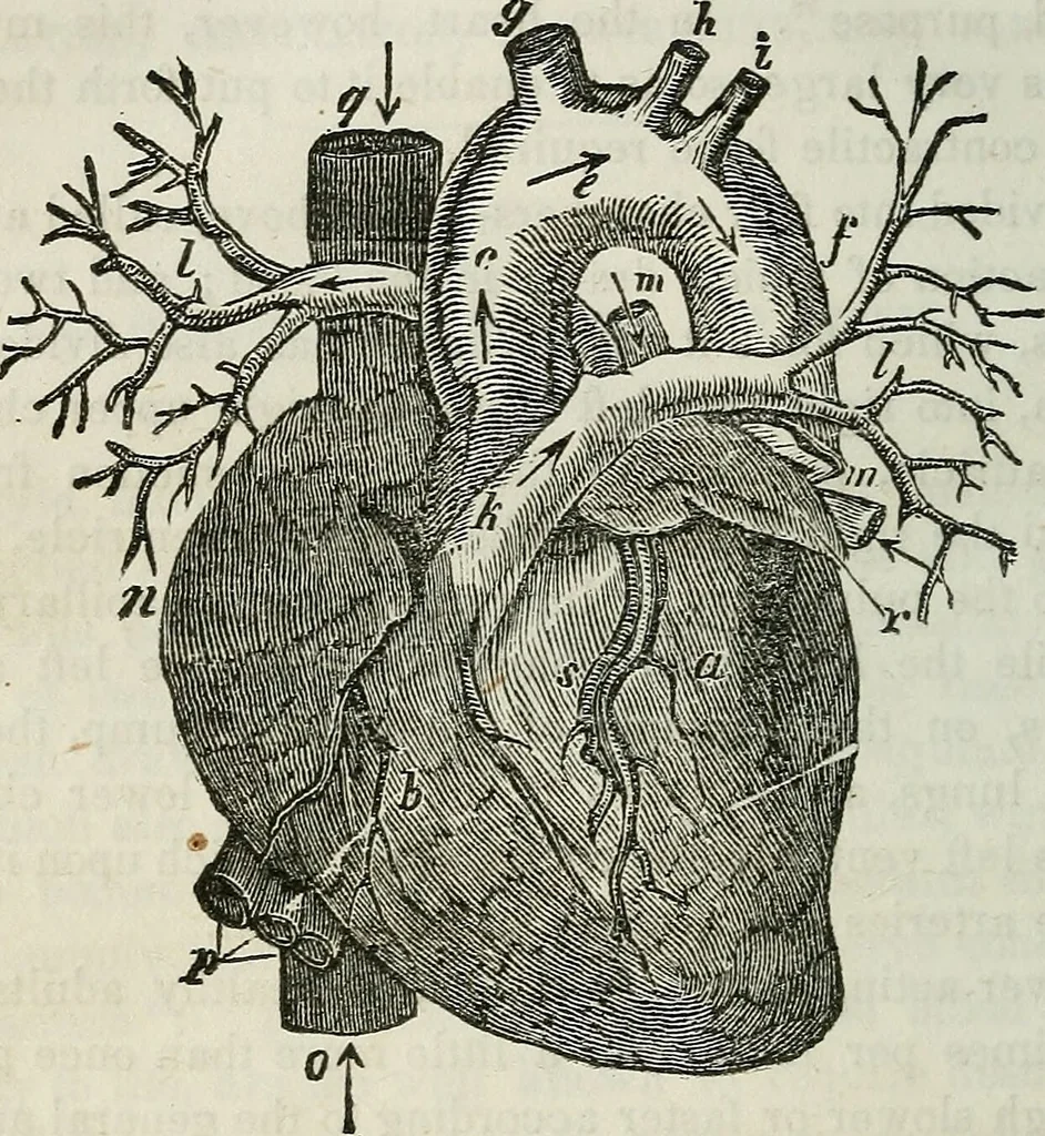An illustration from Physiology, animal and mental: applied to the preservation and restoration of health of body and power of mind / by O.S. Fowler., 1847, leaf 158