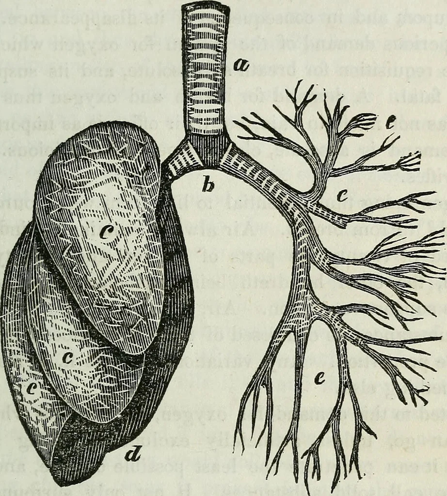 An illustration from Physiology, animal and mental: applied to the preservation and restoration of health of body and power of mind / by O.S. Fowler., 1847, leaf 163