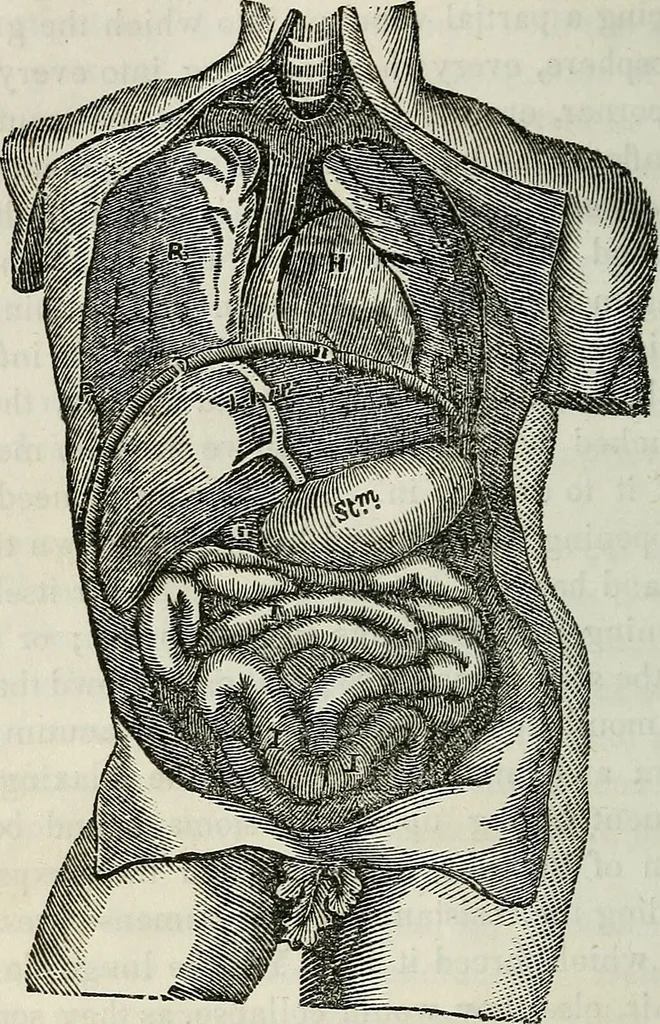 An illustration from Physiology, animal and mental: applied to the preservation and restoration of health of body and power of mind / by O.S. Fowler., 1847, leaf 166