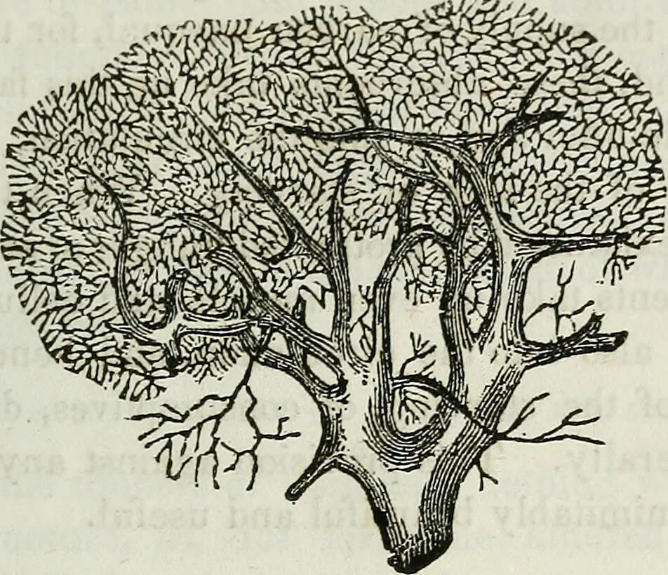 An illustration from Physiology, animal and mental: applied to the preservation and restoration of health of body and power of mind / by O.S. Fowler., 1847, leaf 223
