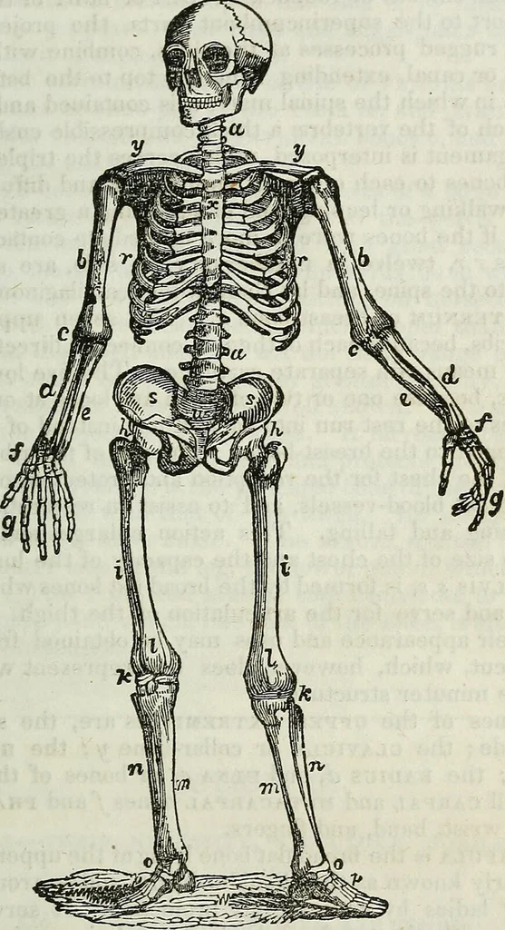 An illustration from Physiology, animal and mental: applied to the preservation and restoration of health of body and power of mind / by O.S. Fowler., 1847, leaf 227