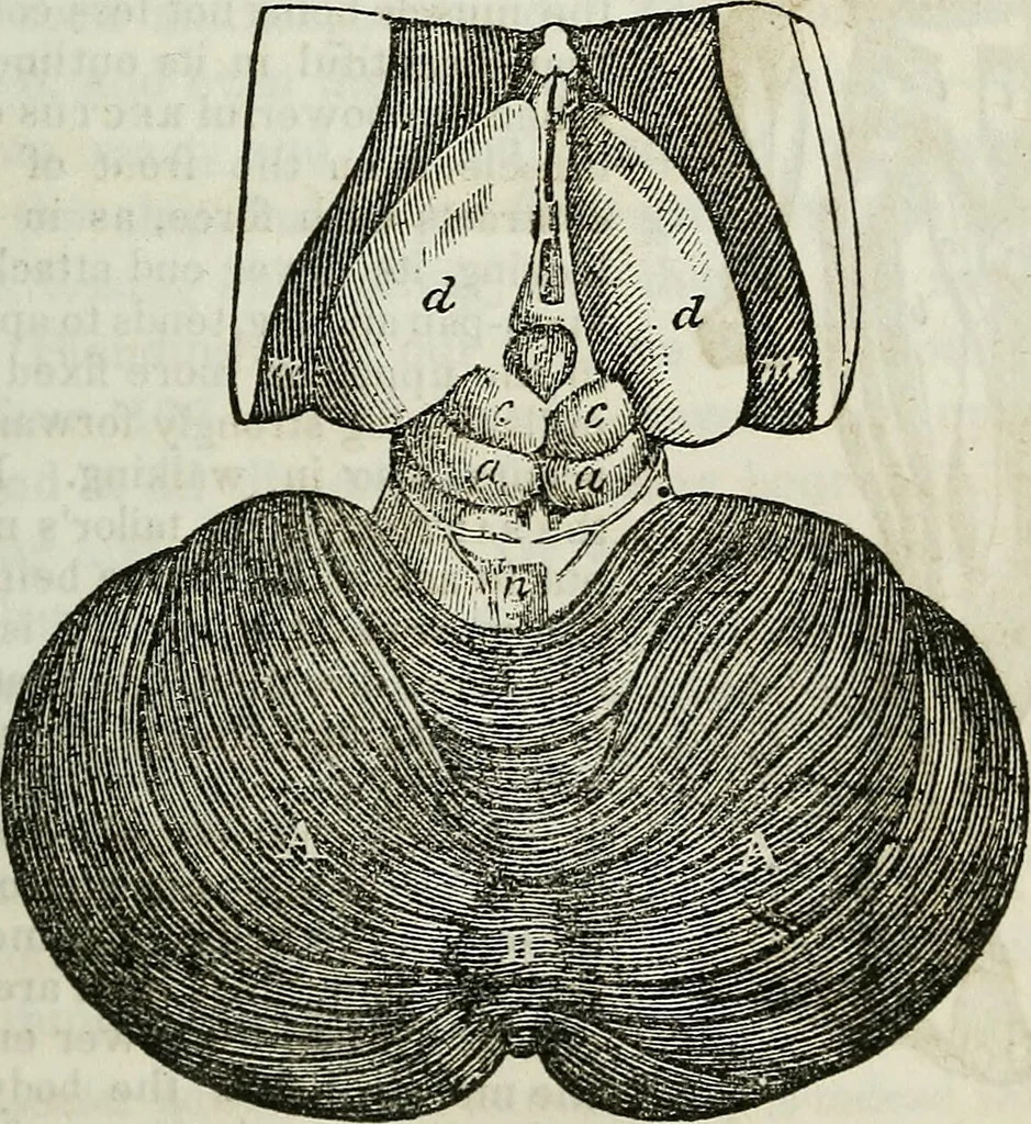 An illustration from Physiology, animal and mental: applied to the preservation and restoration of health of body and power of mind / by O.S. Fowler., 1847, leaf 231