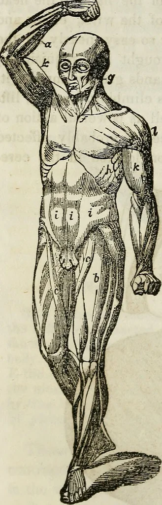 An illustration from Physiology, animal and mental: applied to the preservation and restoration of health of body and power of mind / by O.S. Fowler., 1847, leaf 232