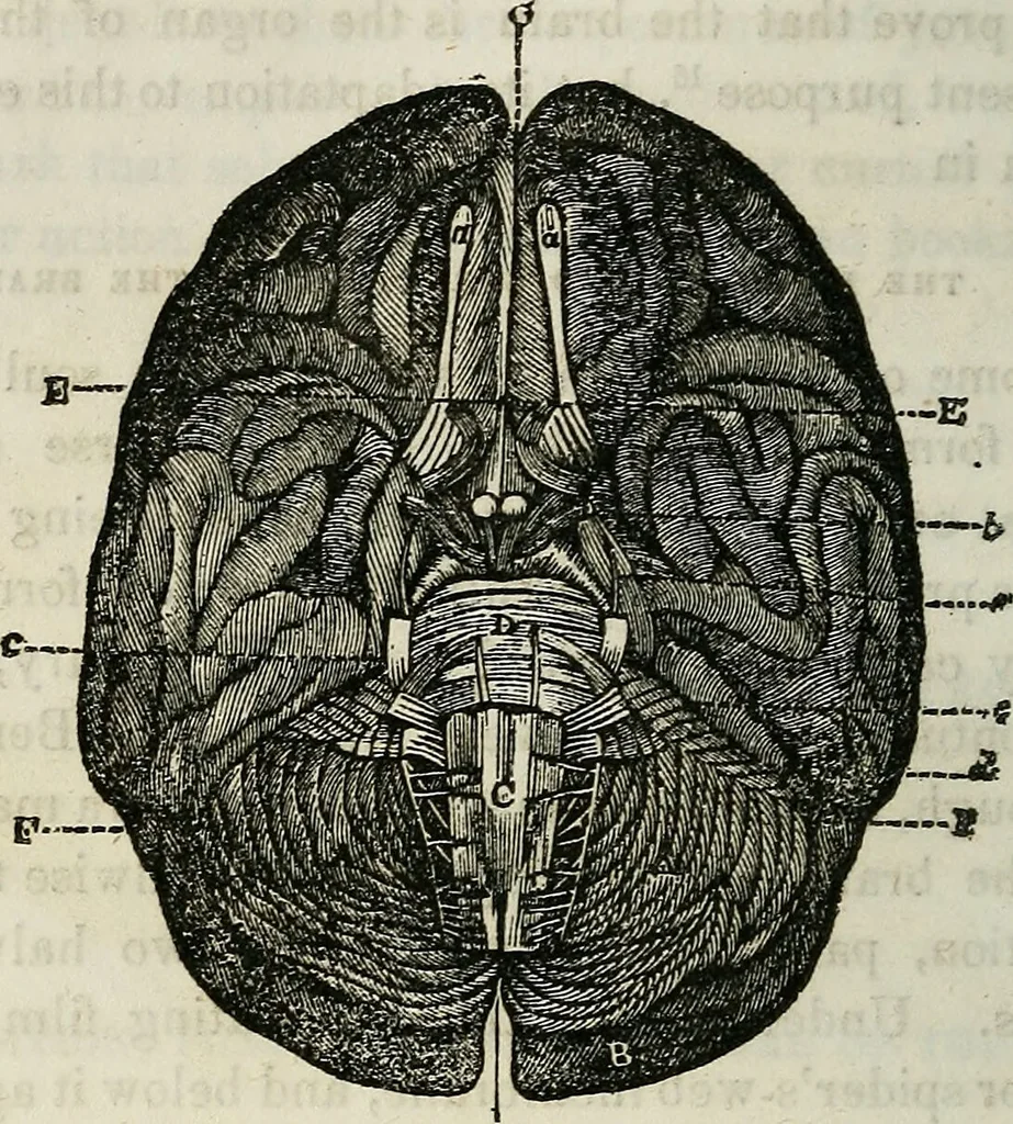 An illustration from Physiology, animal and mental: applied to the preservation and restoration of health of body and power of mind / by O.S. Fowler., 1847, leaf 258