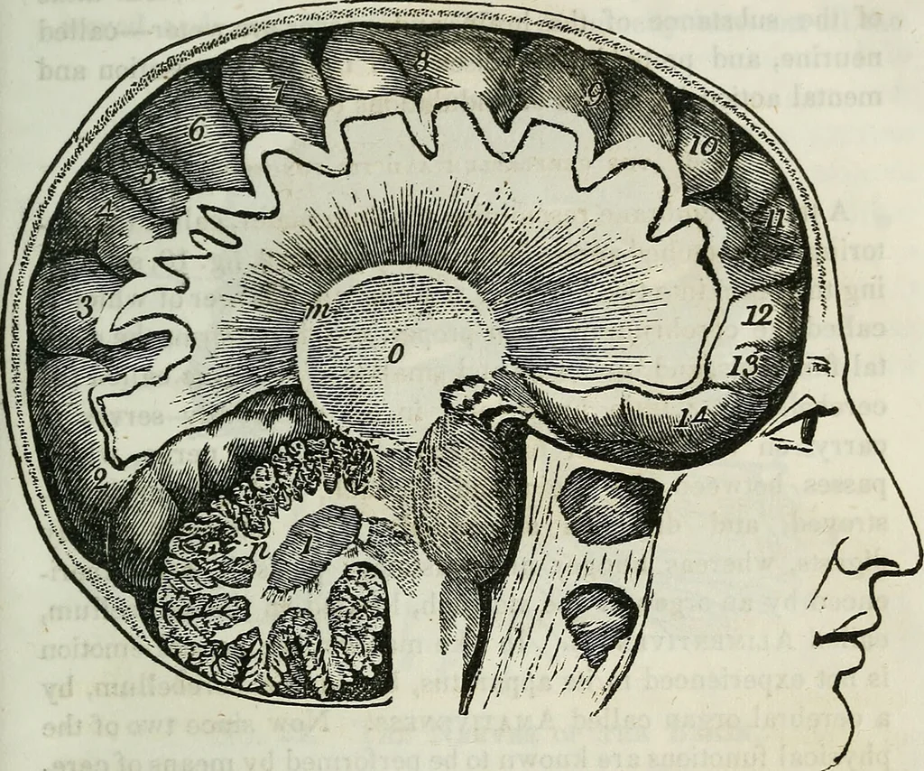 An illustration from Physiology, animal and mental: applied to the preservation and restoration of health of body and power of mind / by O.S. Fowler., 1847, leaf 259