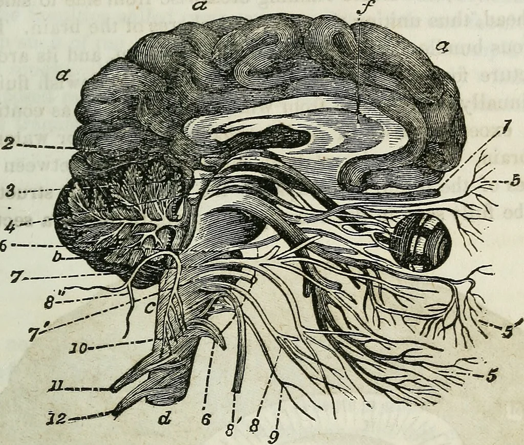 An illustration from Physiology, animal and mental: applied to the preservation and restoration of health of body and power of mind / by O.S. Fowler., 1847, leaf 261