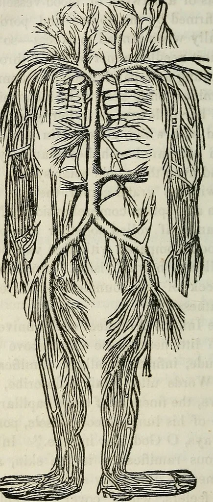 An illustration from Physiology, animal and mental: applied to the preservation and restoration of health of body and power of mind / by O.S. Fowler., 1847, leaf 266