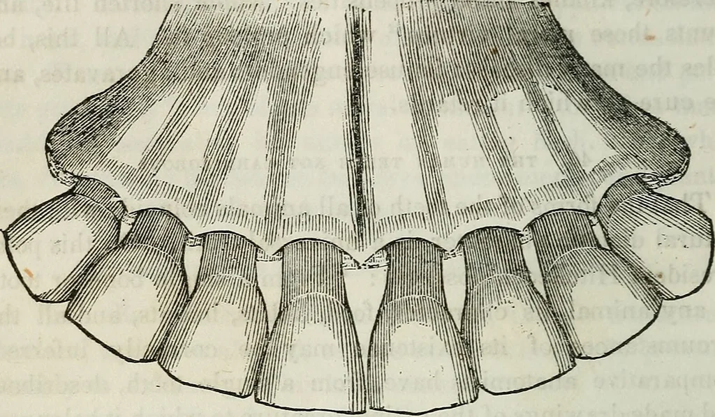 An illustration from Physiology, animal and mental: applied to the preservation and restoration of health of body and power of mind / by O.S. Fowler., 1847, leaf 88