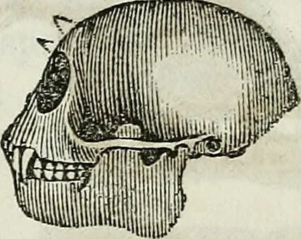 An illustration from Physiology, animal and mental: applied to the preservation and restoration of health of body and power of mind / by O.S. Fowler., 1847, leaf 89