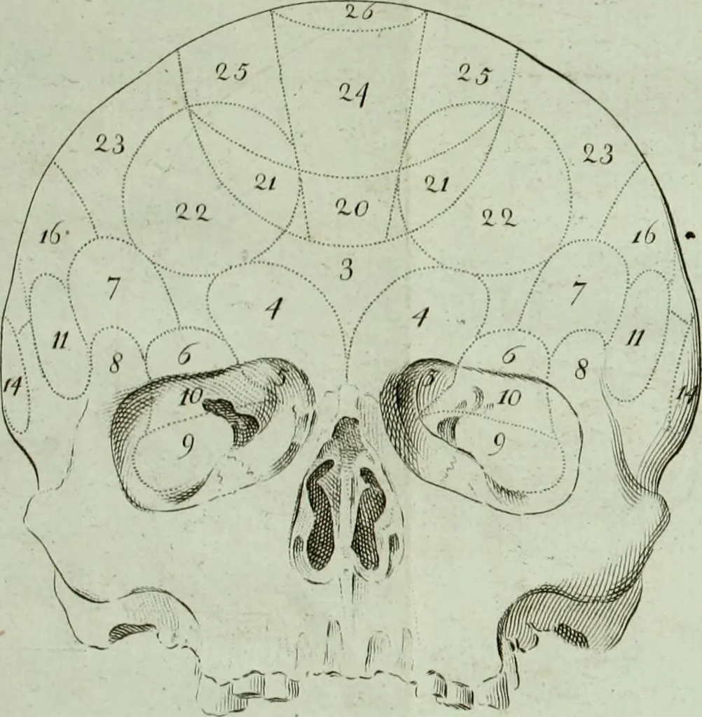 An illustration from Dr. F.J. Galls Neue Entdeckungen in der Gehirn-, Schedel-, und Organenlehre : mit vorzüglicher Benutzung der Blöde'schen Schrift über diese Gegenstände, ganz umgearbeitet und nach den neuesten Gall'schen Unterredungen bereichert., 1807, leaf 326