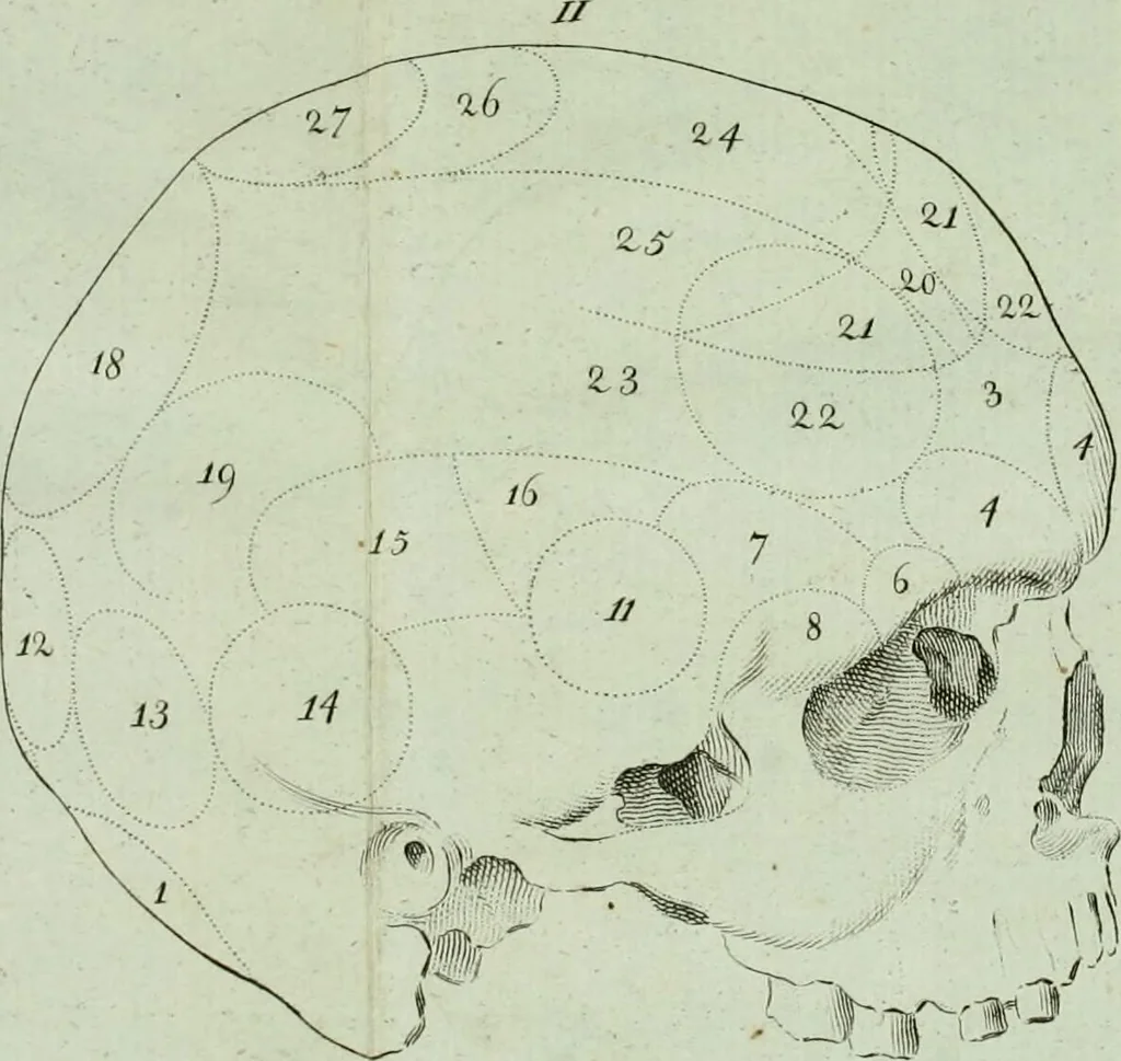 An illustration from Dr. F.J. Galls Neue Entdeckungen in der Gehirn-, Schedel-, und Organenlehre : mit vorzüglicher Benutzung der Blöde'schen Schrift über diese Gegenstände, ganz umgearbeitet und nach den neuesten Gall'schen Unterredungen bereichert., 1807, leaf 326