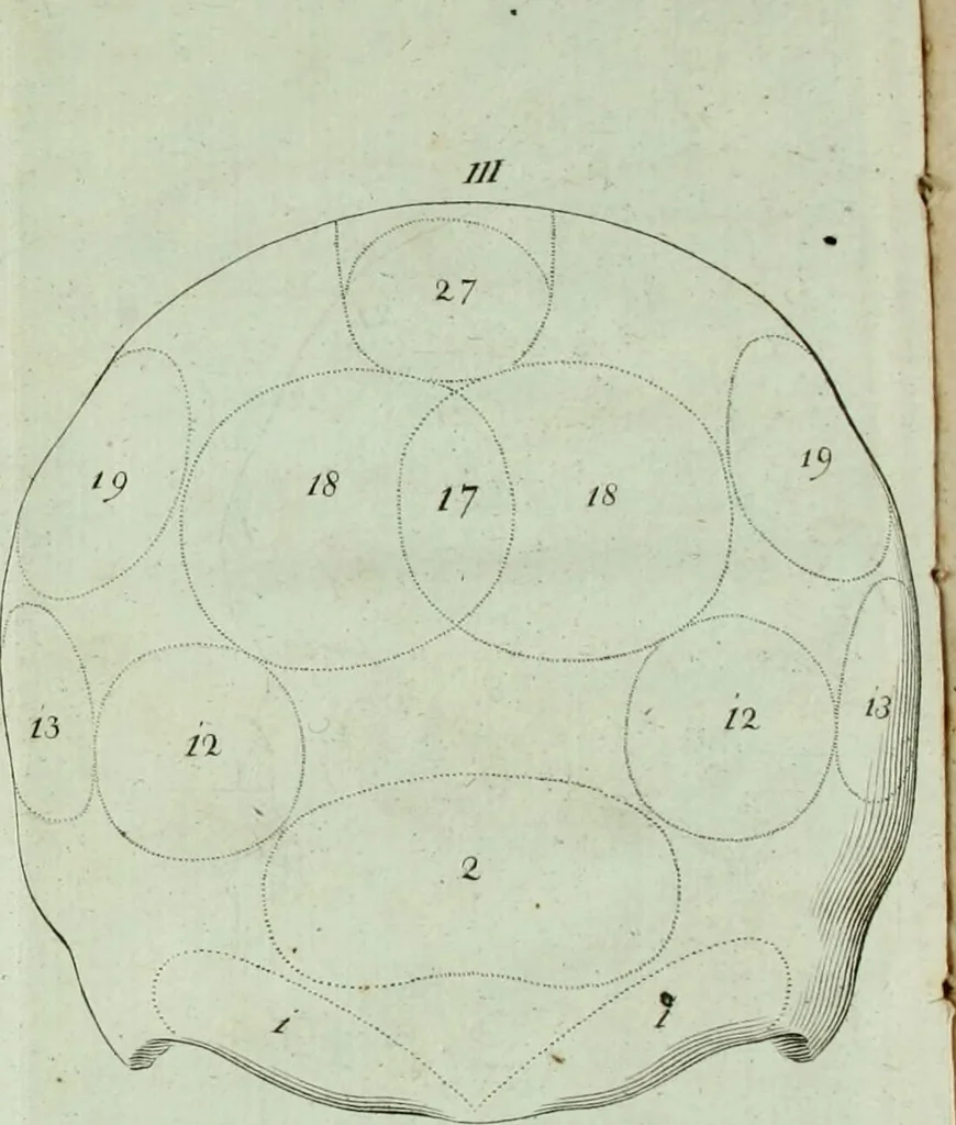 An illustration from Dr. F.J. Galls Neue Entdeckungen in der Gehirn-, Schedel-, und Organenlehre : mit vorzüglicher Benutzung der Blöde'schen Schrift über diese Gegenstände, ganz umgearbeitet und nach den neuesten Gall'schen Unterredungen bereichert., 1807, leaf 326