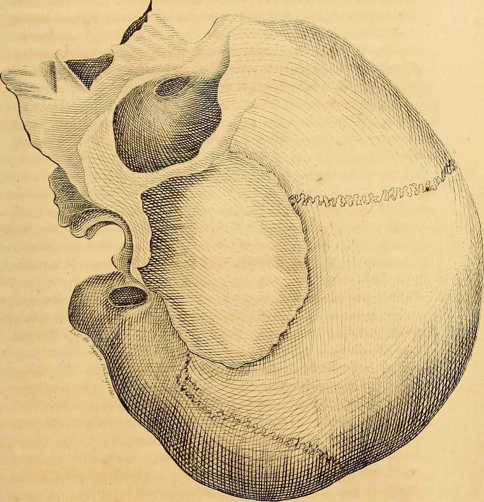 An illustration from Arte de conocer á los hombres por medio de su esterior, segun resulta de los estudios frenologicos y fisionomicos : Obra util á todos en general, y en particular á los maestros de primera educacion, á los padres de familia, confesores, jueces, directores de establecimientos piadosos, &c. &c. Adornada con laminas litografiadas / Por Antero Gomez., 1849, leaf 107