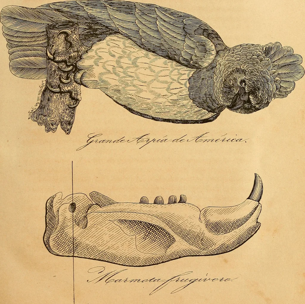 An illustration from Arte de conocer á los hombres por medio de su esterior, segun resulta de los estudios frenologicos y fisionomicos : Obra util á todos en general, y en particular á los maestros de primera educacion, á los padres de familia, confesores, jueces, directores de establecimientos piadosos, &c. &c. Adornada con laminas litografiadas / Por Antero Gomez., 1849, leaf 147