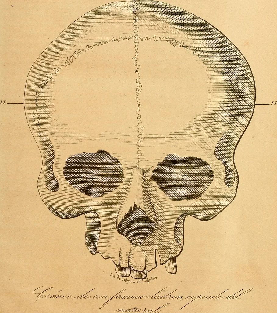 An illustration from Arte de conocer á los hombres por medio de su esterior, segun resulta de los estudios frenologicos y fisionomicos : Obra util á todos en general, y en particular á los maestros de primera educacion, á los padres de familia, confesores, jueces, directores de establecimientos piadosos, &c. &c. Adornada con laminas litografiadas / Por Antero Gomez., 1849, leaf 175