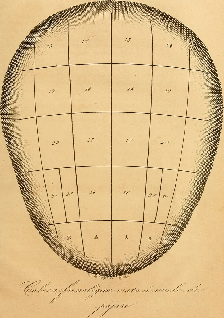 An illustration from Arte de conocer á los hombres por medio de su esterior, segun resulta de los estudios frenologicos y fisionomicos : Obra util á todos en general, y en particular á los maestros de primera educacion, á los padres de familia, confesores, jueces, directores de establecimientos piadosos, &c. &c. Adornada con laminas litografiadas / Por Antero Gomez., 1849, leaf 195
