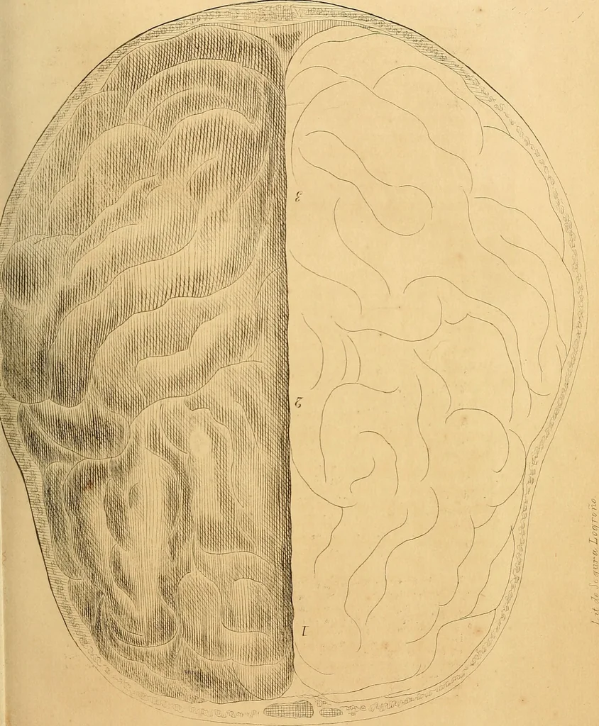 An illustration from Arte de conocer á los hombres por medio de su esterior, segun resulta de los estudios frenologicos y fisionomicos : Obra util á todos en general, y en particular á los maestros de primera educacion, á los padres de familia, confesores, jueces, directores de establecimientos piadosos, &c. &c. Adornada con laminas litografiadas / Por Antero Gomez., 1849, leaf 35