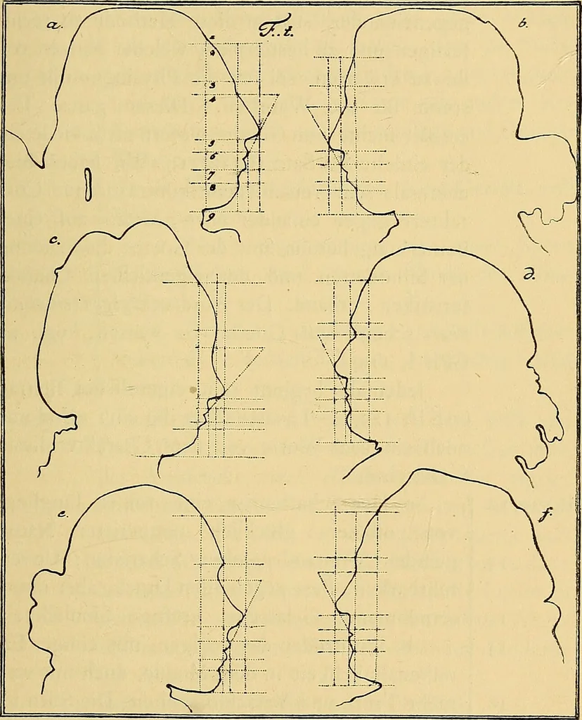 An illustration from Goethes Anteil an Lavaters Physiognomischen Fragmenten / von Eduard von der Hellen., 1888, leaf 155