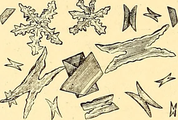 An illustration from Clinical diagnosis : the bacteriological, chemical, and microscopical evidence of disease / by Rudolf v. Jaksch ; tr. from the 3rd German ed. and enlarged by James Cagney ; with numerous illustrations (partly in colours)., 1893, leaf 276