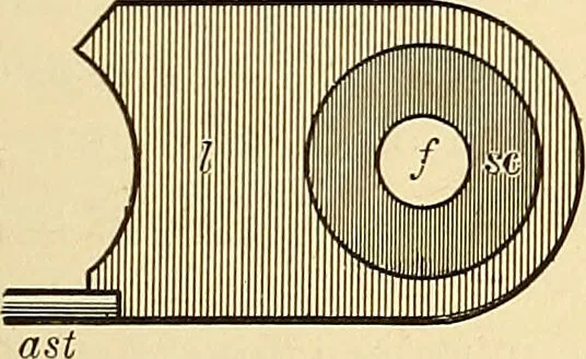 An illustration from Clinical diagnosis : the bacteriological, chemical, and microscopical evidence of disease / by Rudolf v. Jaksch ; tr. from the 3rd German ed. and enlarged by James Cagney ; with numerous illustrations (partly in colours)., 1893, leaf 45
