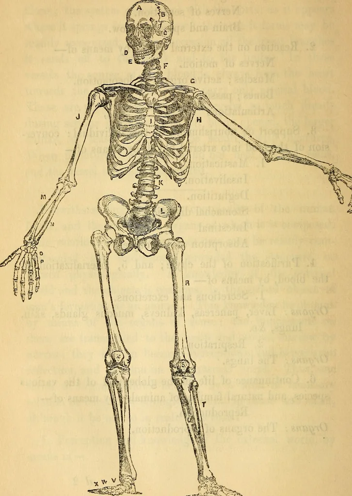 An illustration from Man : his structure and physiology : popularly explained and demonstrated / by R. Knox ; with eight moveable dissected coloured plates and five woodcuts., 1857, leaf 68
