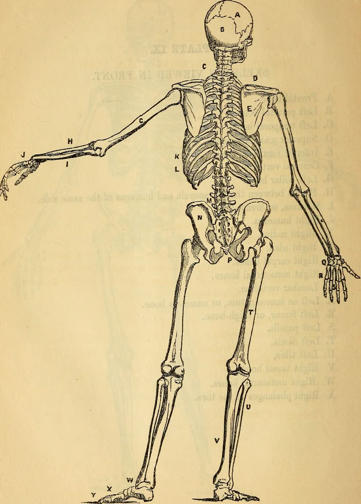 An illustration from Man : his structure and physiology : popularly explained and demonstrated / by R. Knox ; with eight moveable dissected coloured plates and five woodcuts., 1857, leaf 70