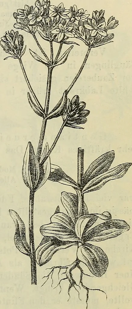 An illustration from Zauberpflanzen und Amulette : ein Beitrag zur Culturgeschichte und Volksmedicin / von M. Kronfeld., 1898, leaf 33