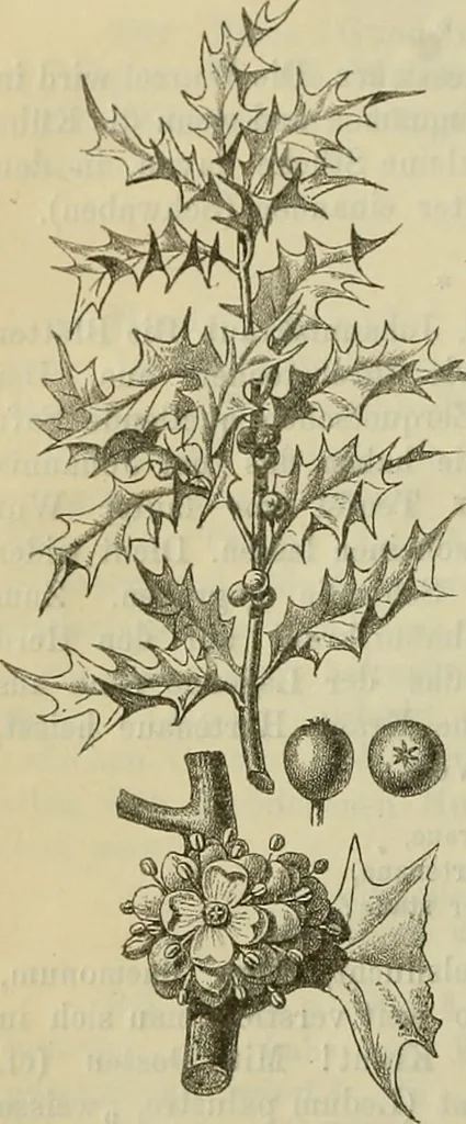 An illustration from Zauberpflanzen und Amulette : ein Beitrag zur Culturgeschichte und Volksmedicin / von M. Kronfeld., 1898, leaf 38