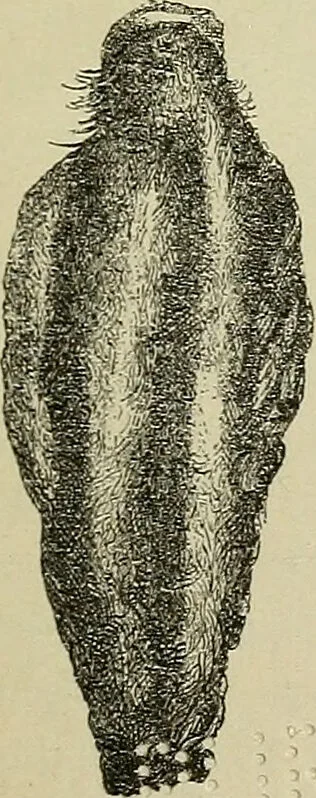 An illustration from Zauberpflanzen und Amulette : ein Beitrag zur Culturgeschichte und Volksmedicin / von M. Kronfeld., 1898, leaf 5