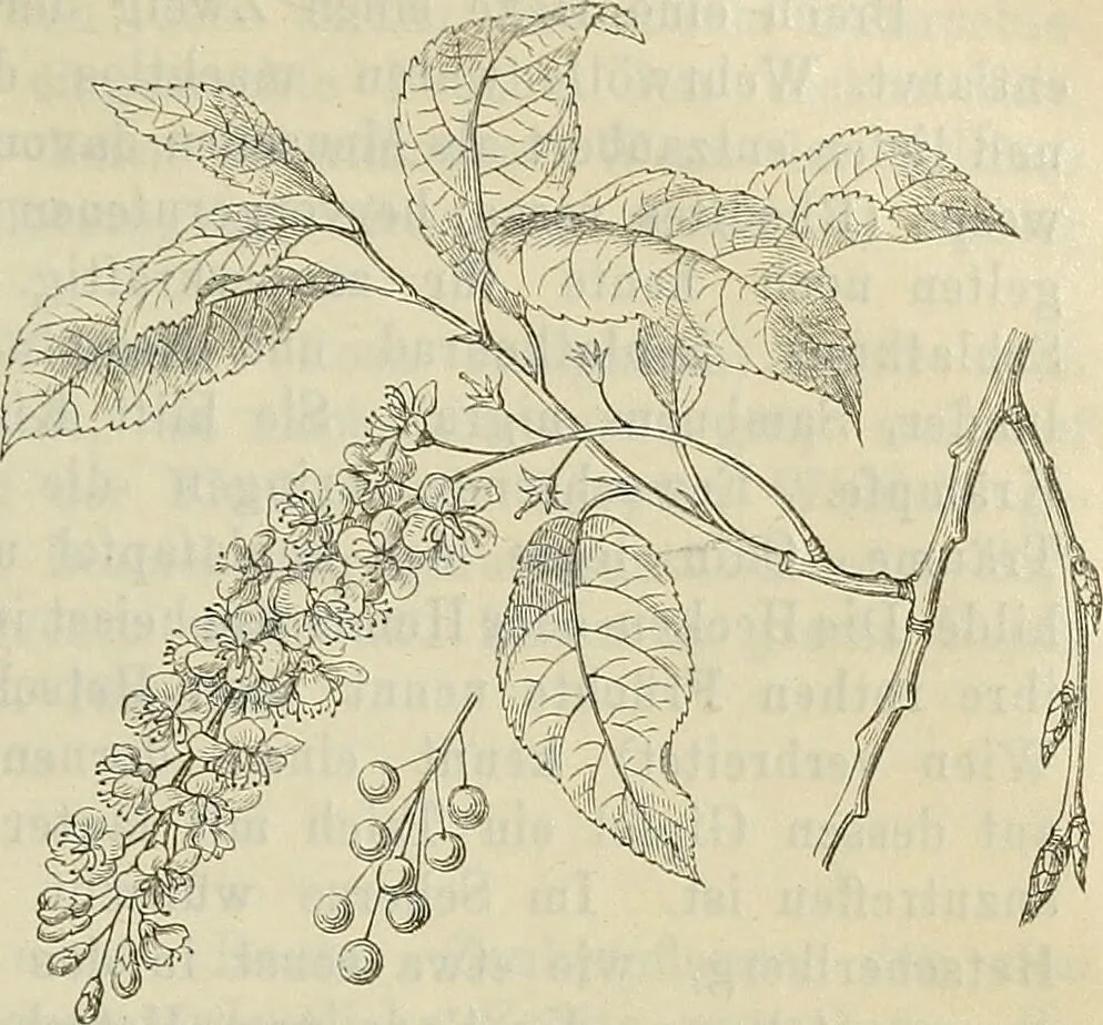 An illustration from Zauberpflanzen und Amulette : ein Beitrag zur Culturgeschichte und Volksmedicin / von M. Kronfeld., 1898, leaf 55