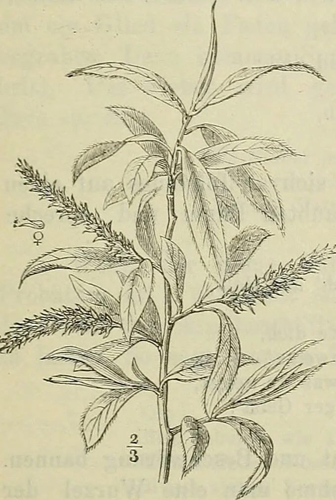An illustration from Zauberpflanzen und Amulette : ein Beitrag zur Culturgeschichte und Volksmedicin / von M. Kronfeld., 1898, leaf 59